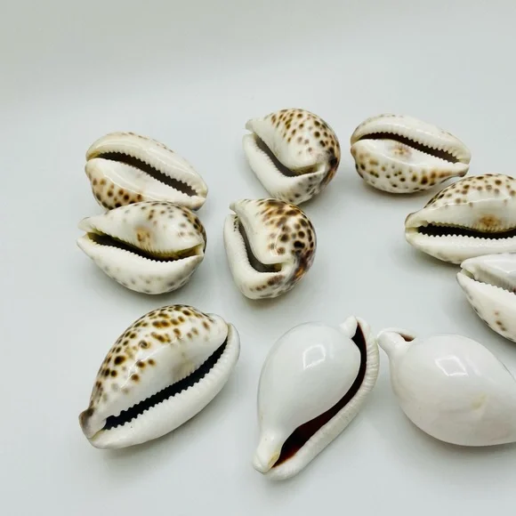 10 Cowrie Tiger & White Sea Shells approximately 2” to 3” or Turtle Shells - Picture 7 of 11